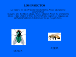 LOS INSECTOS Los insectos son los artrópodos más abundantes