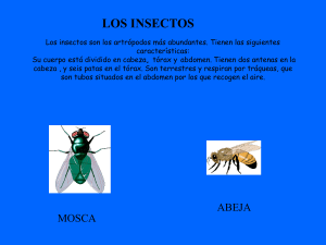 LOS INSECTOS Los insectos son los artrópodos más abundantes