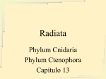 Radiata