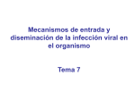 Mecanismos de entrada y diseminación de la infección viral en el