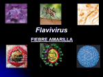 Flavivirus - eTableros