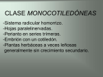 CLASE MONOCOTILEDÓNEAS
