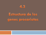 Estructura de genes procarióticos.