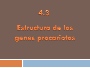 Estructura de genes procarióticos.