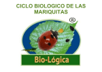 ciclo biologico de las mariquitas