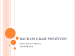 bacilos gram positivos - Aula-MIR