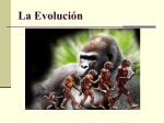 La Evolución