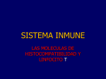 sistema inmune linfocito