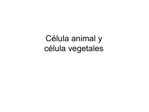 Células eucariotas Célula animal célula vegetal