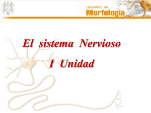 sistema Nervioso