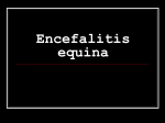 Encefalitis equina - labclinveterinario