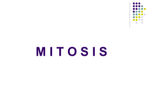 Mitosis y Cromosomas