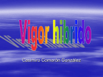 Vigor hibrido - Casimiro Comeron Gonzalez