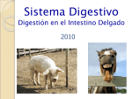 SISTEMA DIGESTIVO PARTE II: Monocavitarios