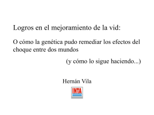 Vitis vinifera L. (2n = 38)