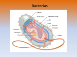 Diapositiva 1 - biologiacervantes