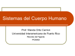 sistemas cuerpo 2020 - Universidad Interamericana de Puerto Rico