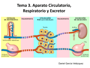 Tema 3_Aparato Circulatorio, Respiratorio y Excretor