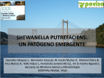 shewanella putrefaciens: un patógeno emergente