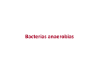 Infecciones endógenas por bacterias anaerobias