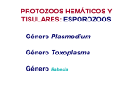 Principales protozoos hemáticos y tisulares