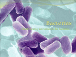 Clasificación y estructura de las bacterias