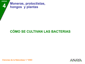 El cultivo de las bacterias