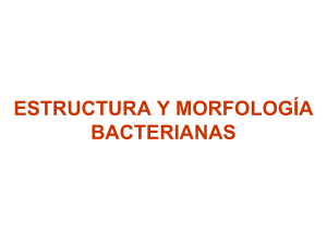 Morfología y estructura bacterianas
