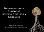 Neuroanatomía funcional: Sistema Nervioso y Conducta