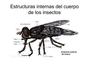 morfología-de-insectos e invertebrados