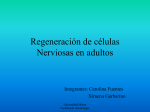Regeneración de células Nerviosas en adultos