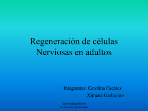 Regeneración de células Nerviosas en adultos