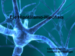 Hipotálamo-Hipófisis