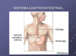 sistema gastrointestinal