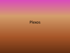 Plexos - Fisioterapia
