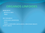 ORGANOS LINFOIDES