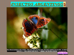 insectos argentinos 5. - La boutique del powerpoint