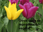 Otros tipos de reproducción vegetal