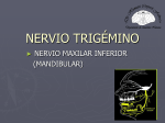 nervio trigémino