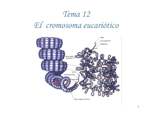 Tema 12: Cromosoma Eucariótico