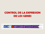 CONTROL DE LA EXPRESION DE LOS GENES.(AM