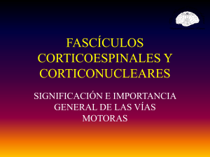 fascículos corticoespinales y corticonucleares
