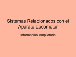 Info ampliatoria Sistemas relacionados con el Aparato Locomotor