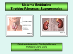 Sistema Endócrino Tiroides-Páncreas