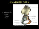 Atlas de anatomía humana SOBOTTA