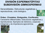 subdivisión gimnospermas