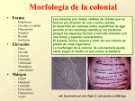 Morfologia Colonial