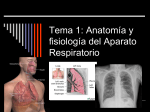 aparato-respiratorio-anat-y-fisiol