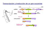 Transcripción y traducción de un gen eucariota