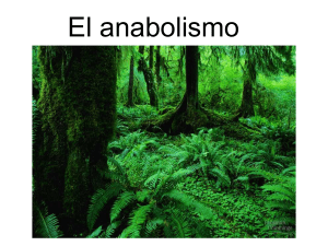 13el anabolismo